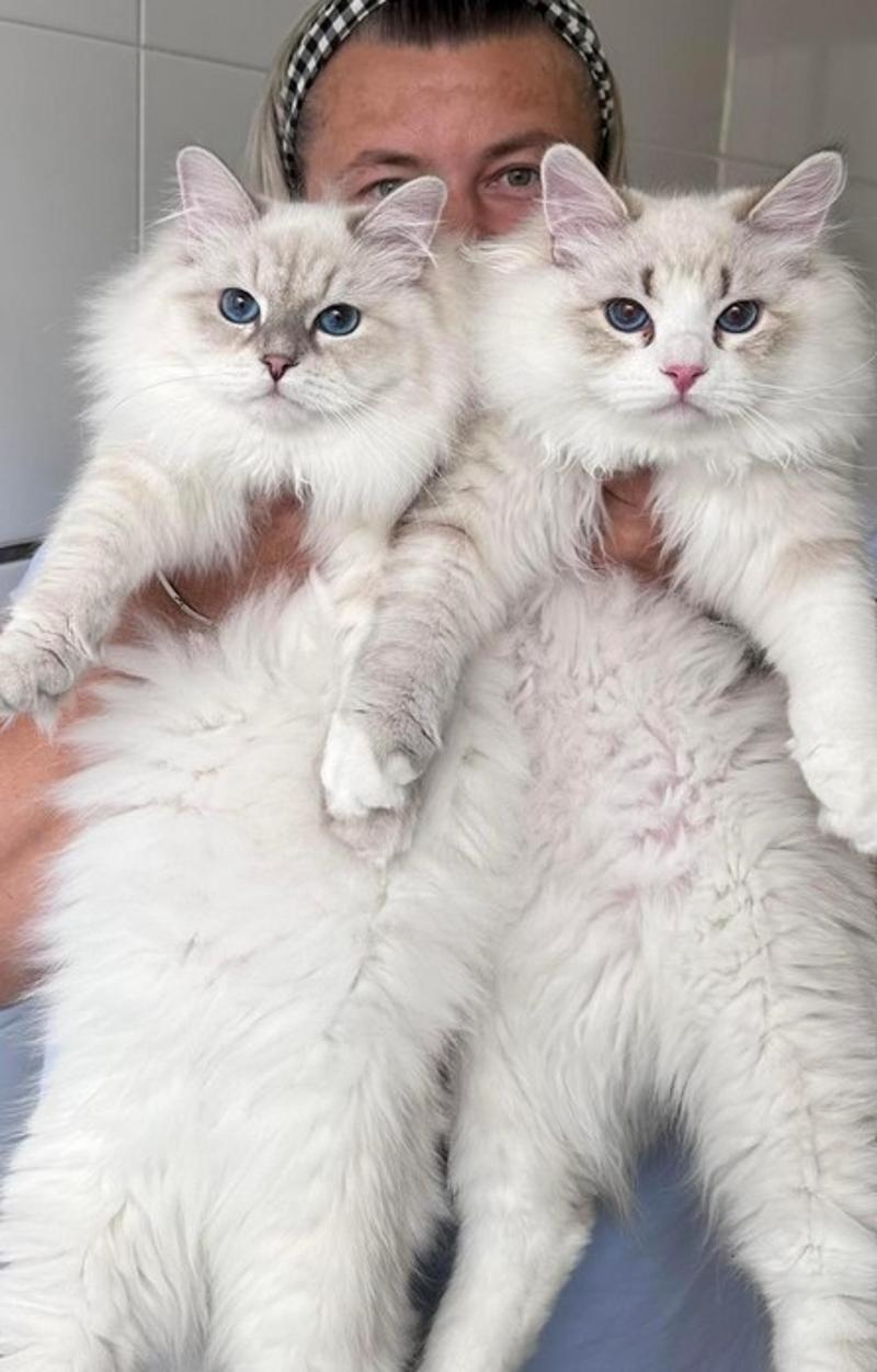 Perfect Siberian Kittens for Sale