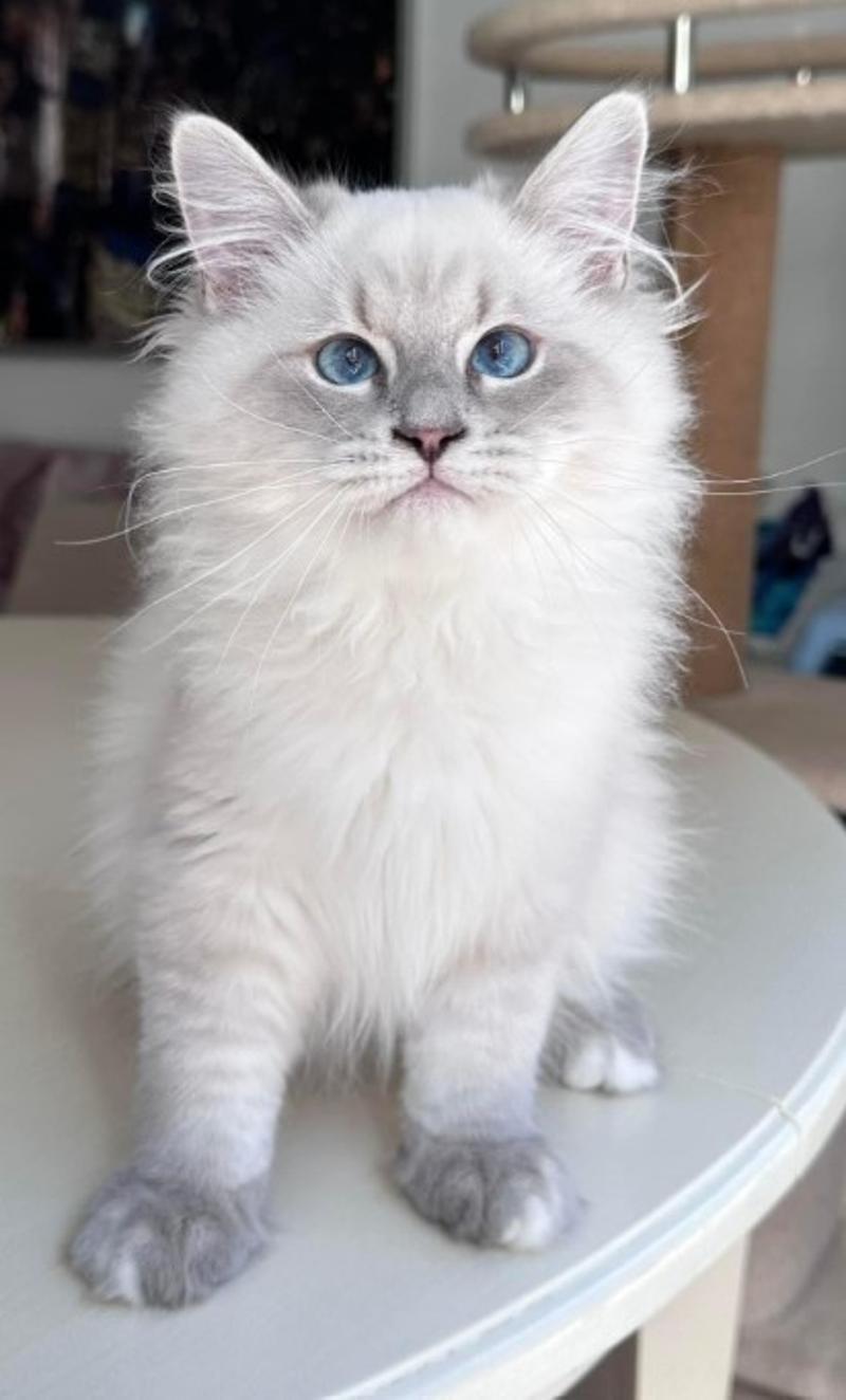 Siberian Kittens For Sale About Kayla