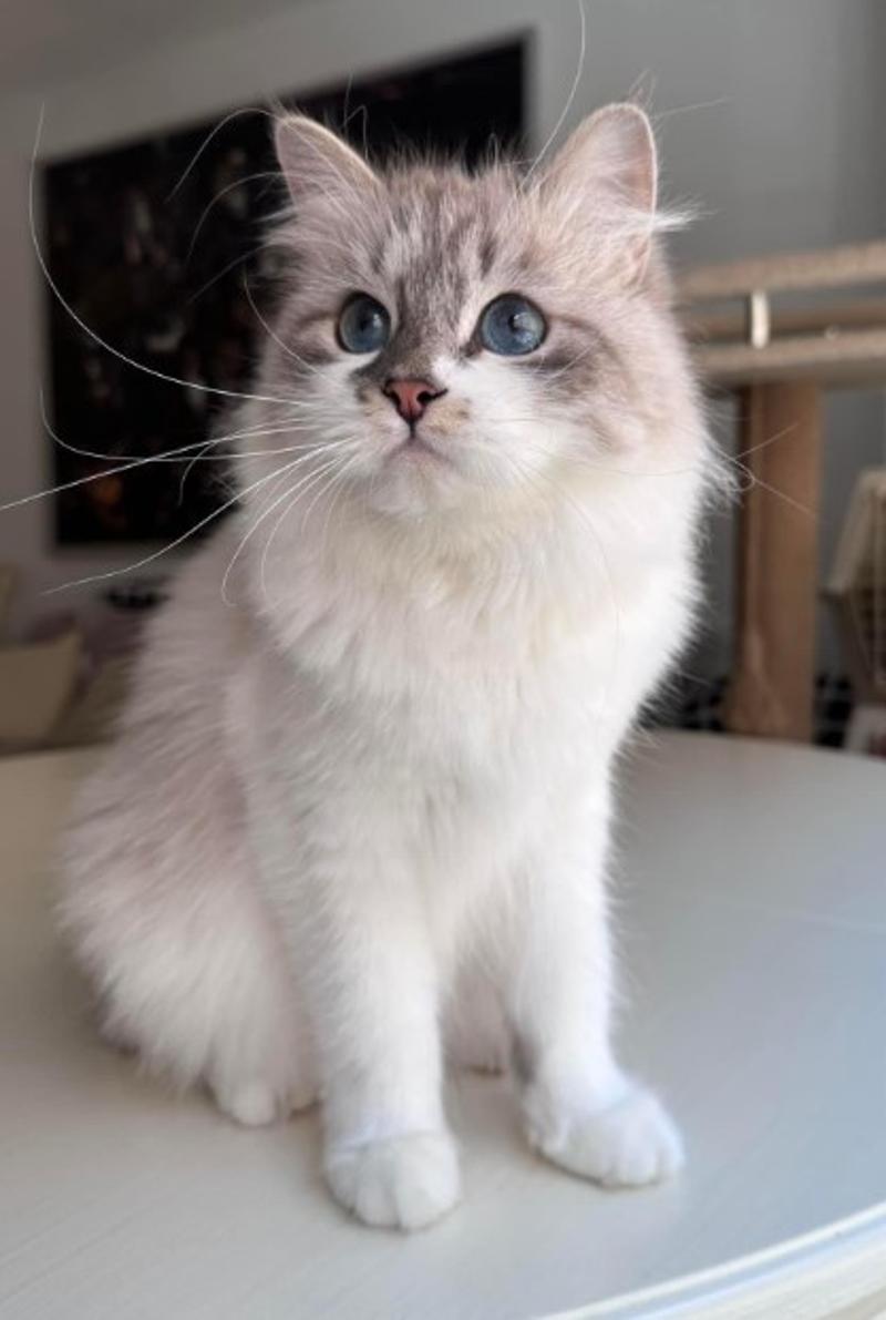 Kia Siberian Kitten