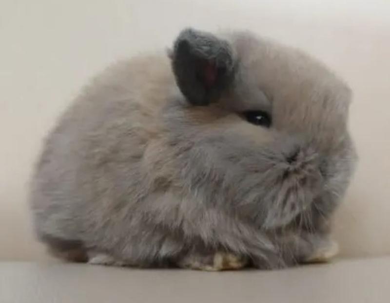 Judy Mini Lop Bunny for Sale