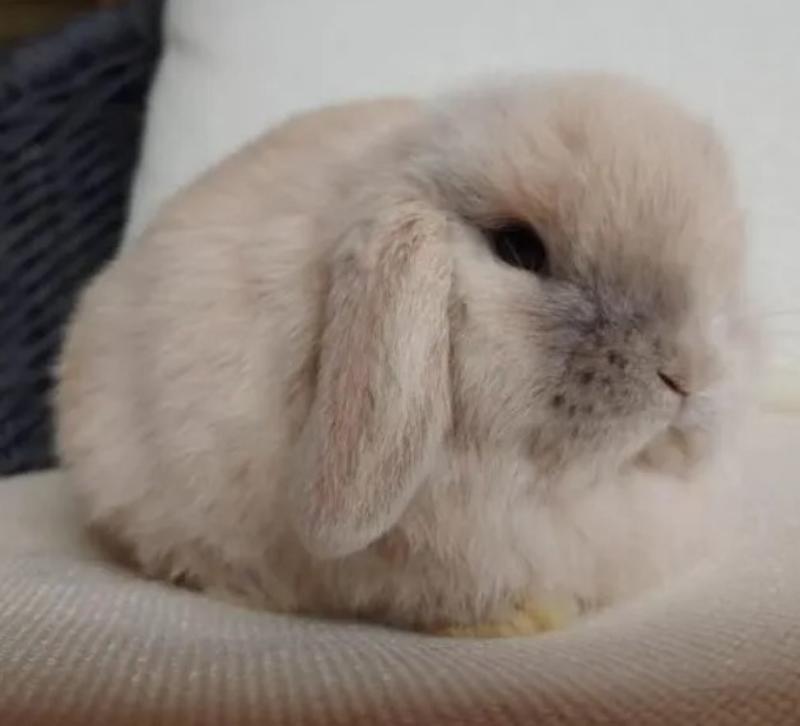 Cloud Bunnies for Sale