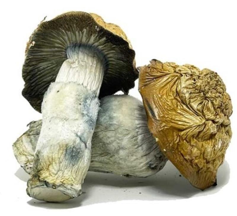Penis Envy Magic Mushrooms