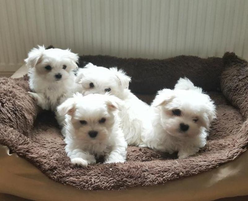4 Maltese Puppies for adoption.