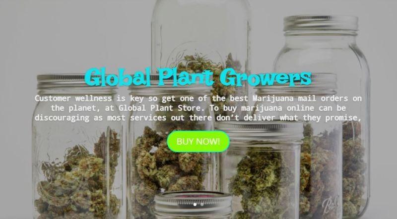 Welcome to Global Plant Wellness