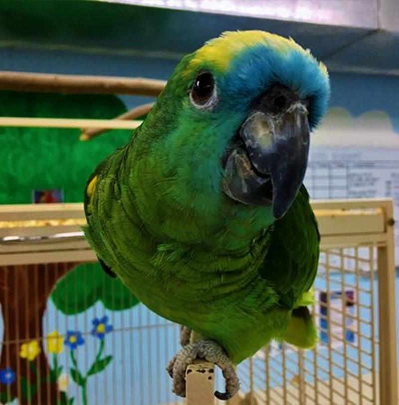 Beautiful Parrots for Sale - My Feathered Family