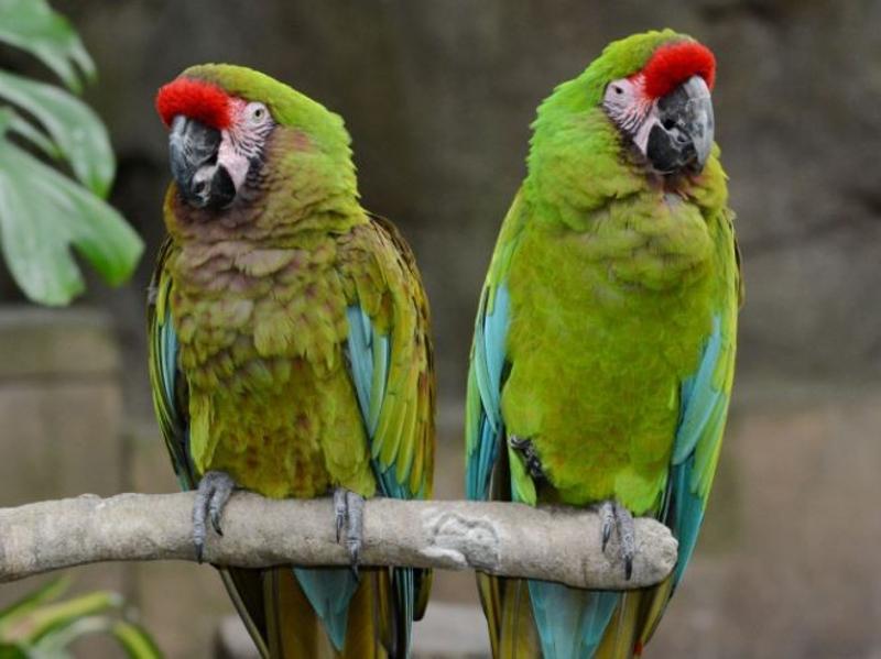 Macaw Parrot Specie