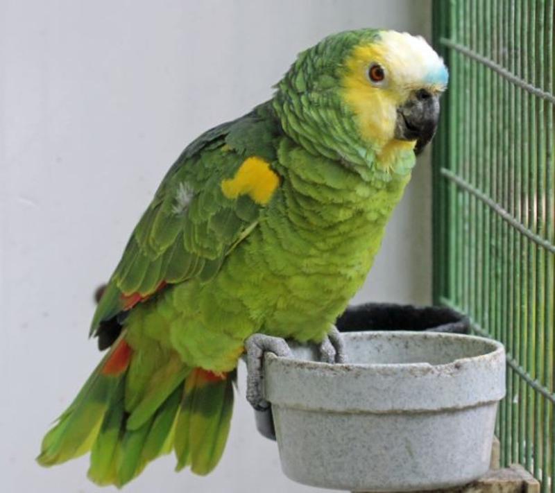 Amazon Parrot Specie