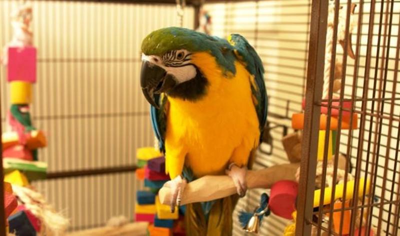 BLUE-AND-GOLD MACAW