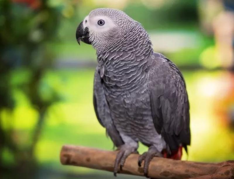 Buy Parrots Online | Health Guarantee of Our Parrots