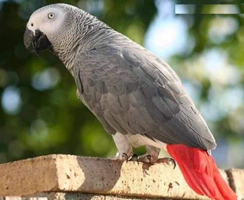 Buy Beautiful African Grey Parrots
