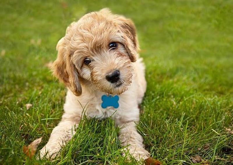 Goldendoodle Puppies for Sale | PARROTS FINDER