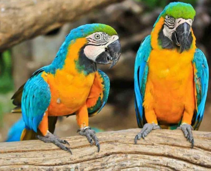 Cheap Blue and Gold Macaw Parrots