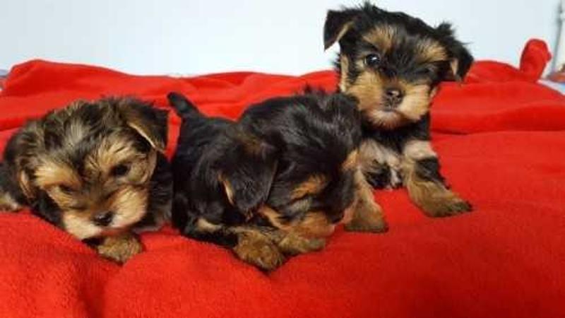 Adorable Yorkie Puppies for sale