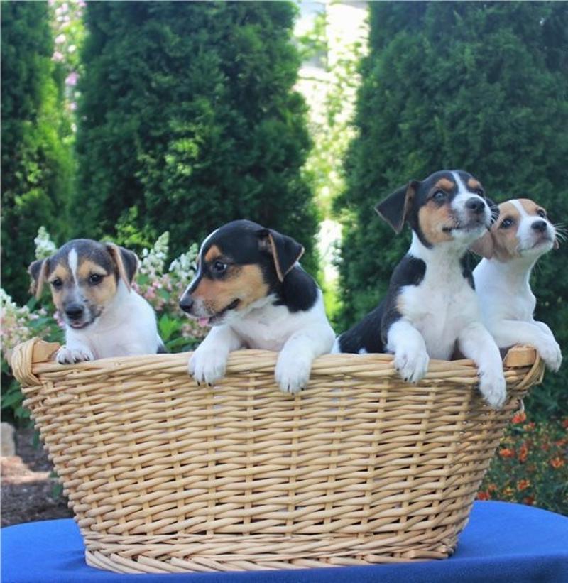 Cute Jack Russell Terrier Pups