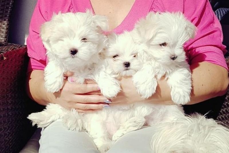 Passionate Maltese puppies available