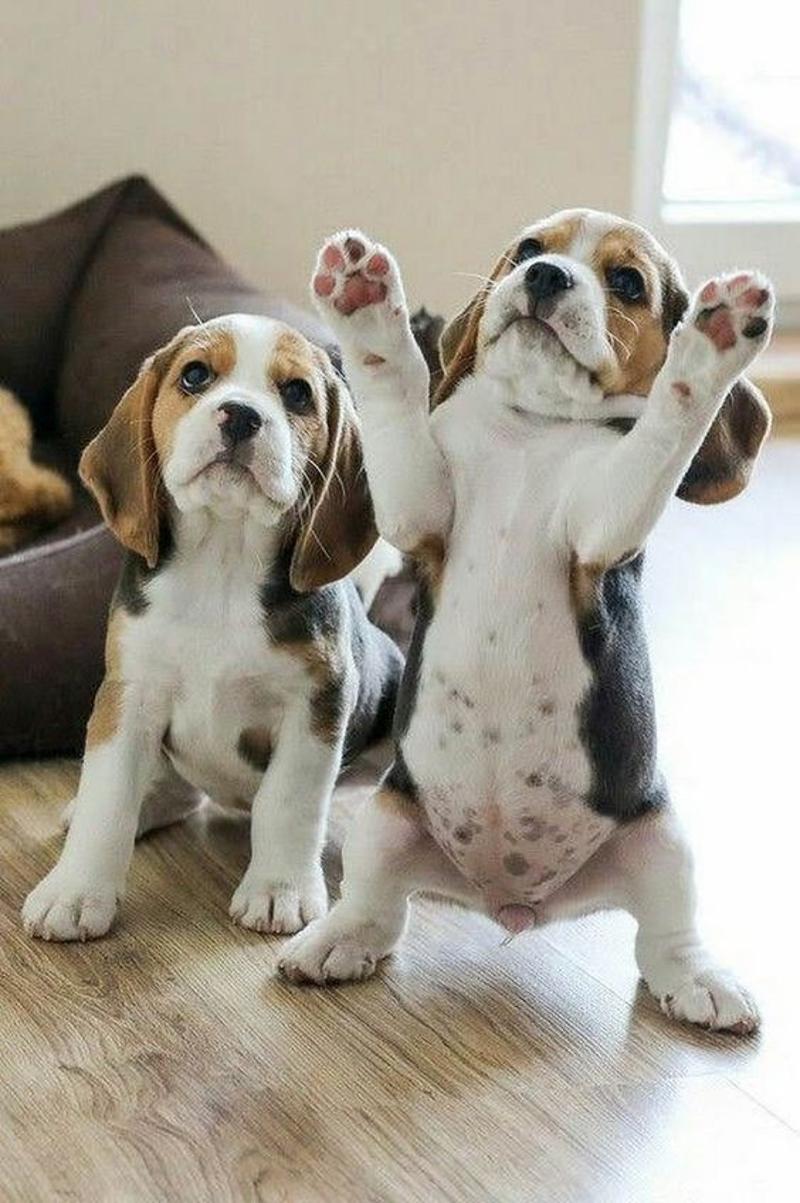 Playful Beagle Pups