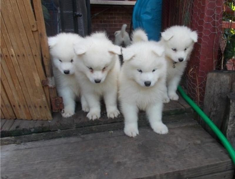 Excellent Samoyed Pups