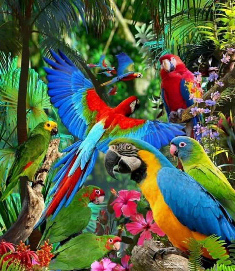 Macaws, Cockatoos, Amazon & African Grey Parrots are Sale