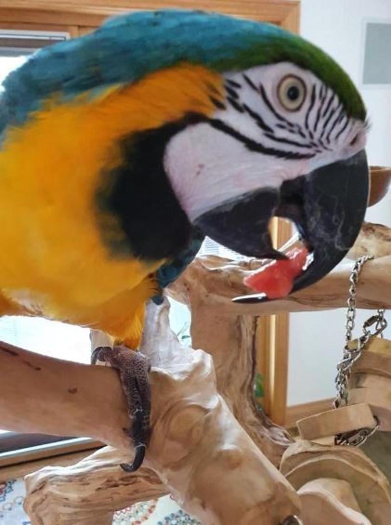 Blue and Gold Macaw for sale