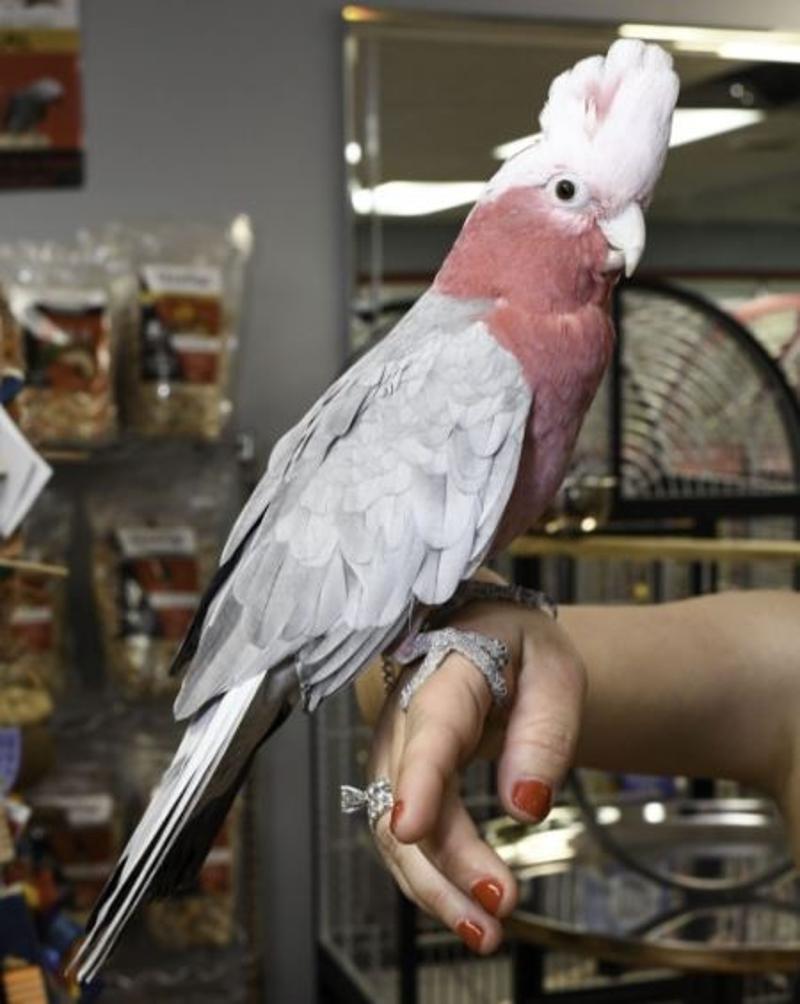 Buy Rose Breasted Cockatoo