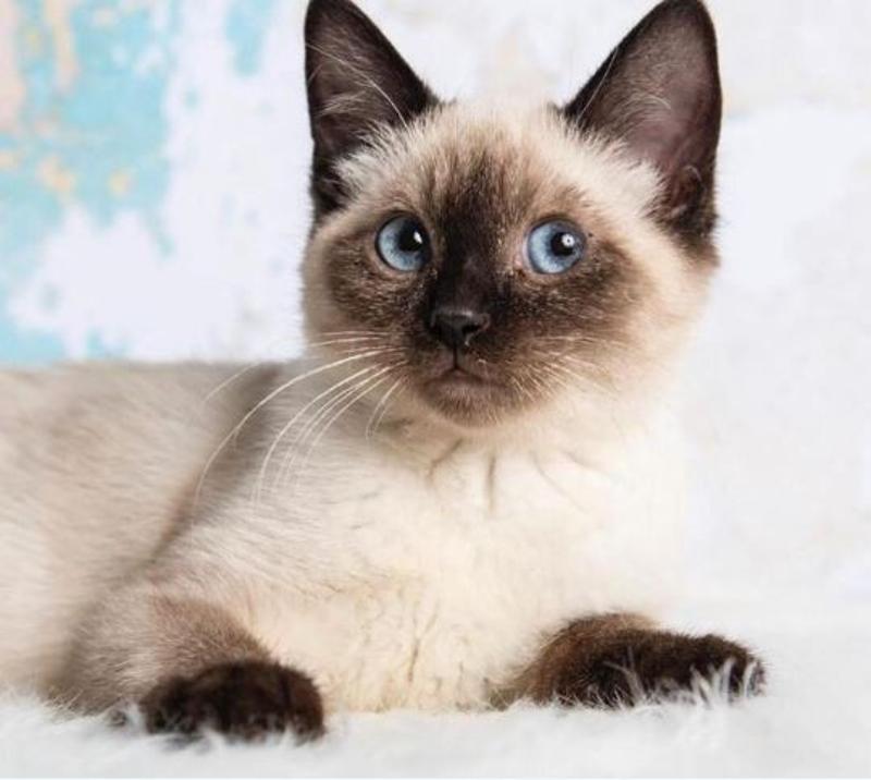 Buy Siamese Kittens Online.