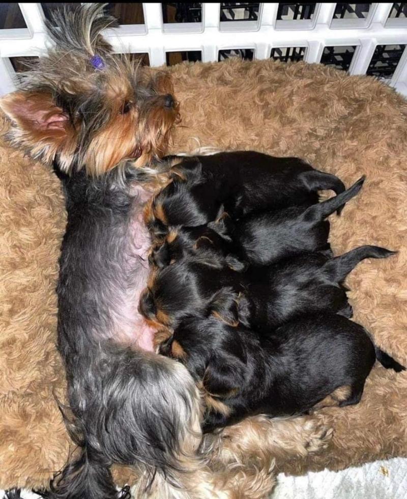 Yorkie puppies looking for good home