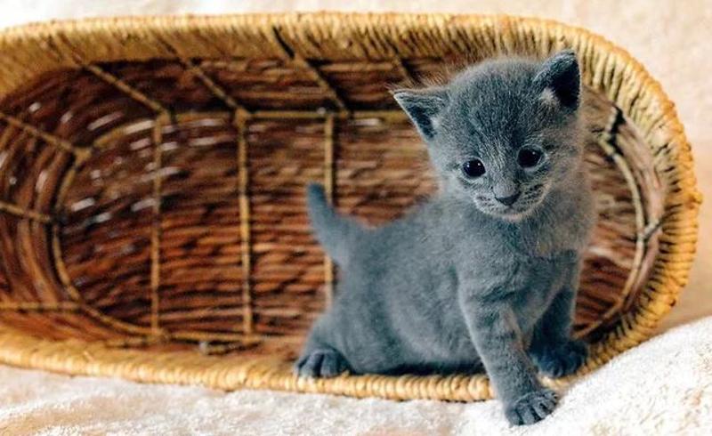 Russian Blue Kittens for Sale near me