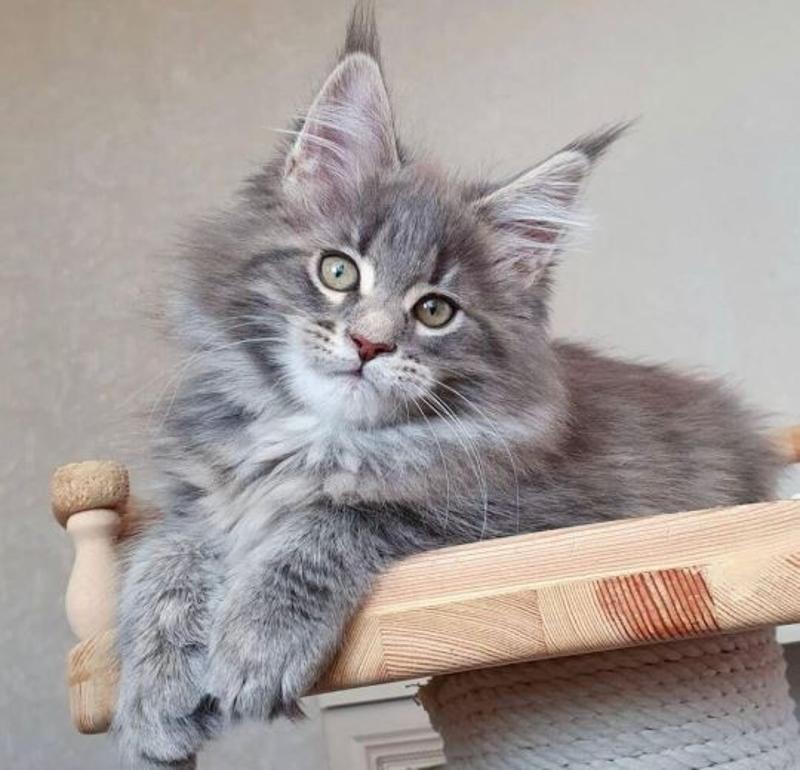 How to Buy Maine Coon Cat Whatsapp : +1(903) 354-4782