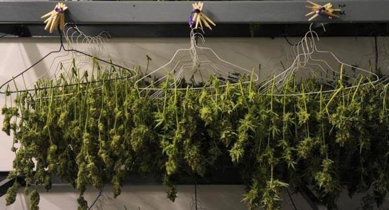 Weed