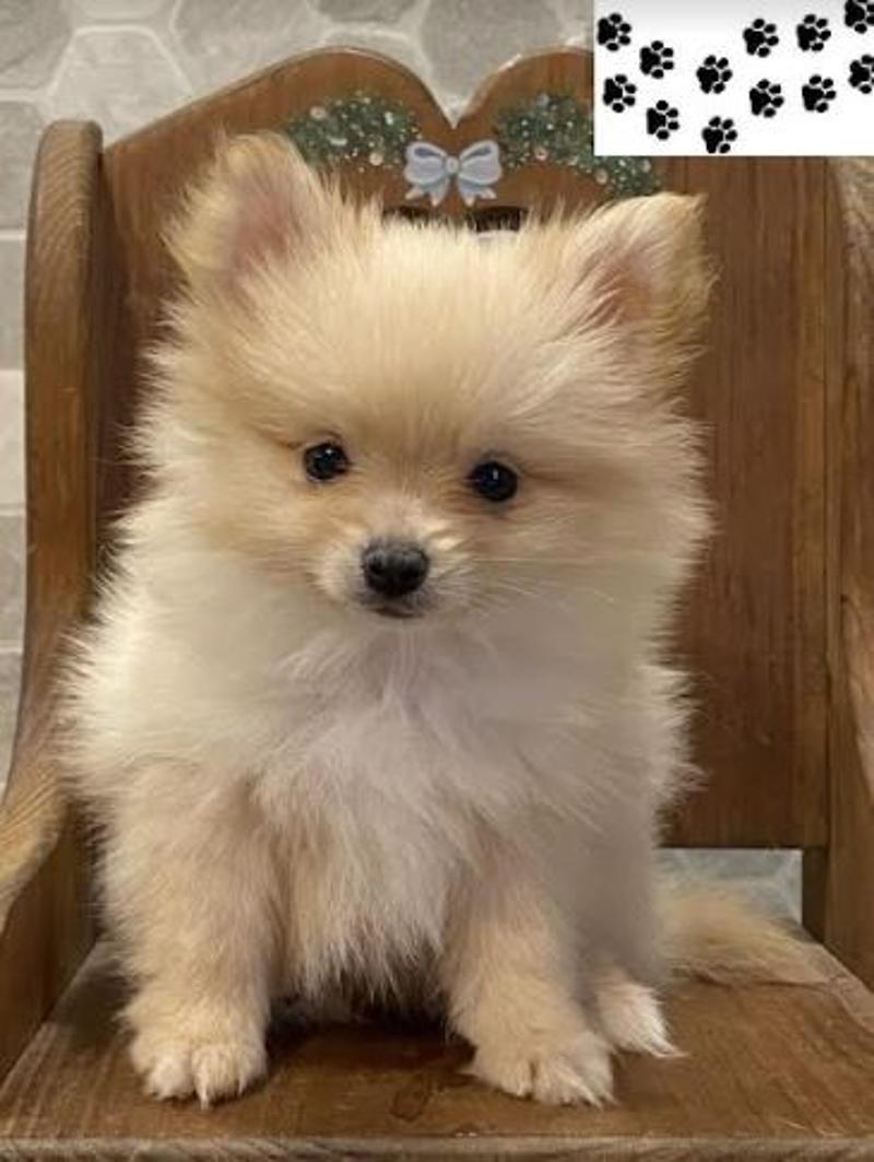 Buy Excellent Pomeranian Puppies