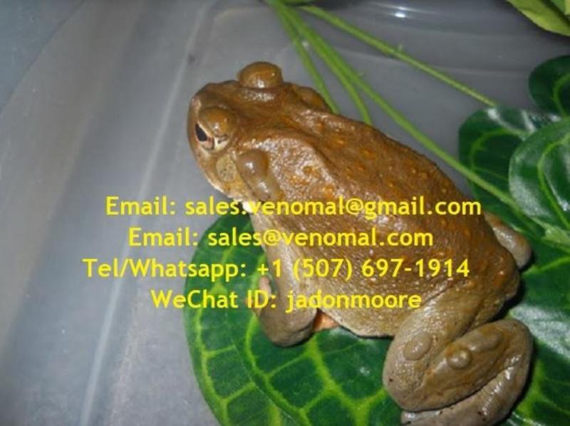 Bufo Bufo Venom For Sale