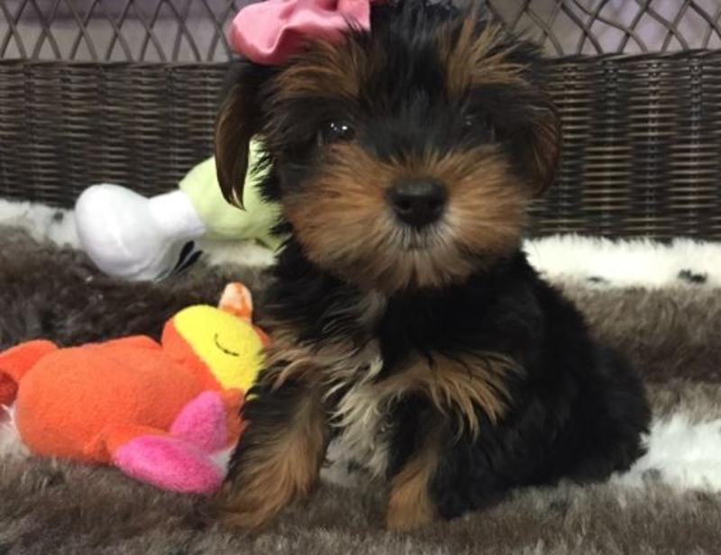 Smart Male and Female Yorkie Puppies