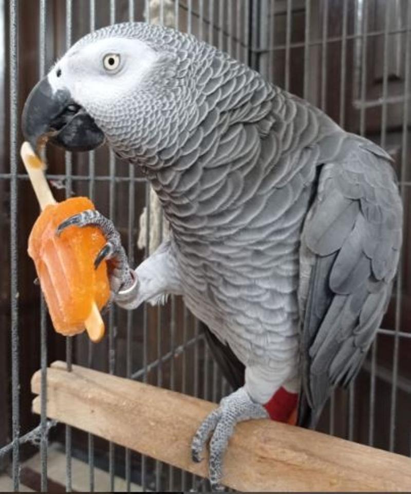 African Grey Parrots for sale | Buy Fertile Parrot Eggs for sale Online